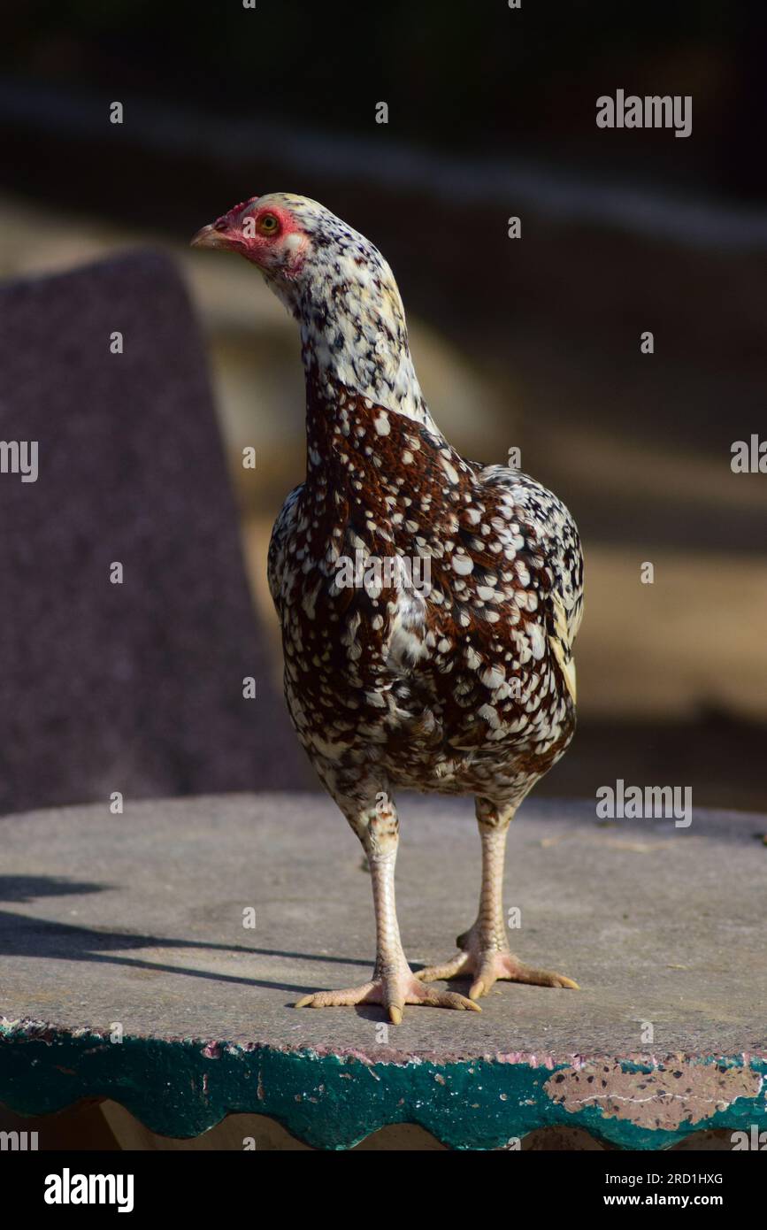 Aseel ou asil poule debout sur une table dans une journée ensoleillée. Race de poulet populaire utilisée comme gibier à plumes. Banque D'Images
