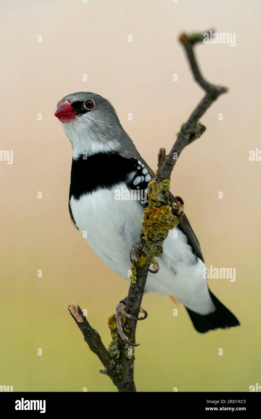 Firetail diamant (Stagonopleura guttata) photo prise dans ma photobox self made, oiseau en captivité Banque D'Images