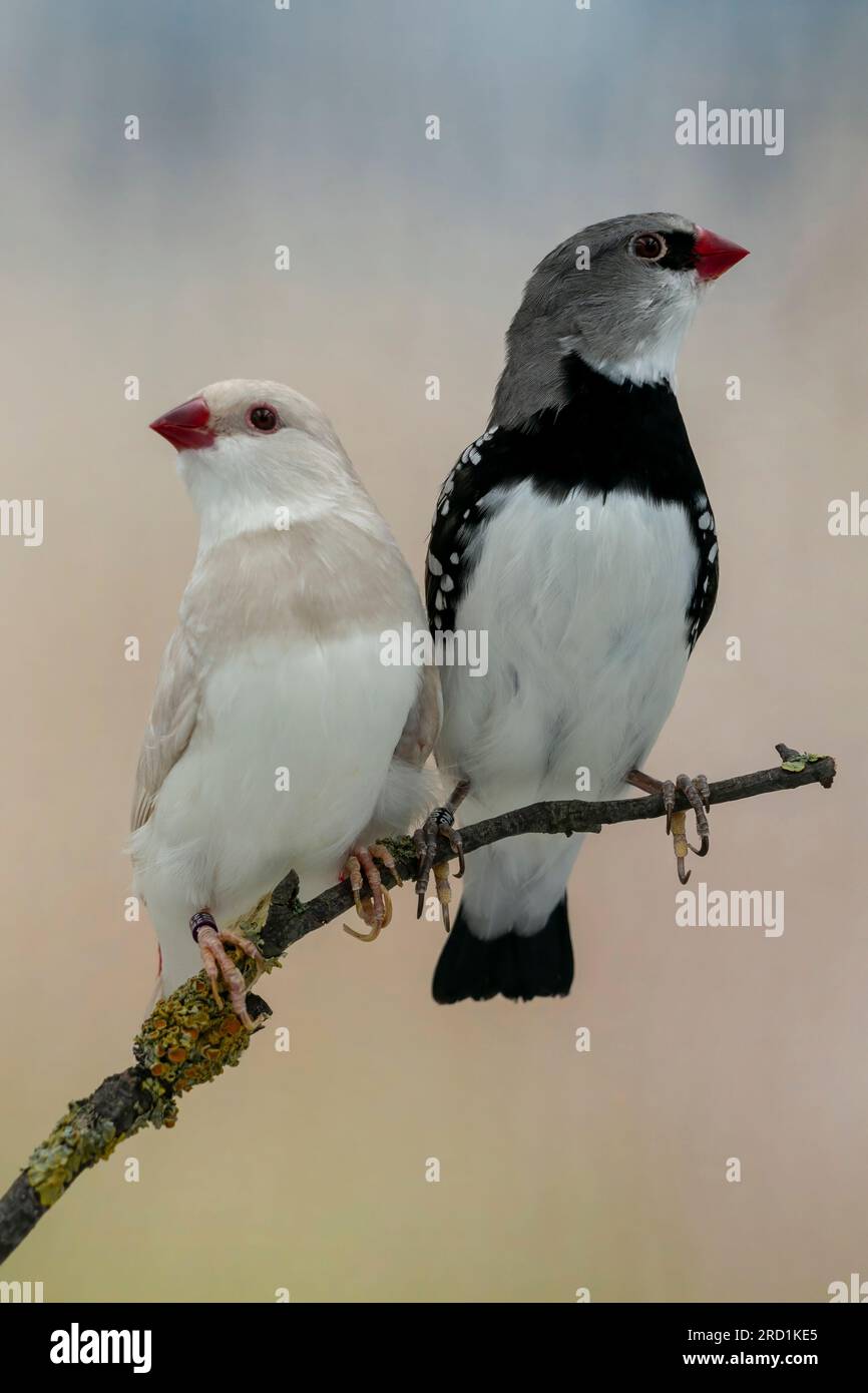 Firetail diamant (Stagonopleura guttata) photo prise dans ma photobox self made, oiseau en captivité Banque D'Images