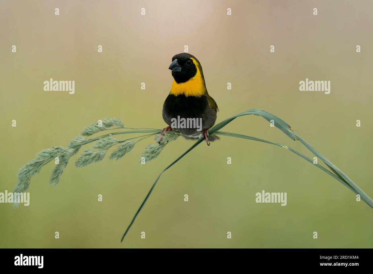 Grassquit cubain mâle (Phonipara canora), photo prise dans ma photoboxe self made, oiseau en captivité Banque D'Images