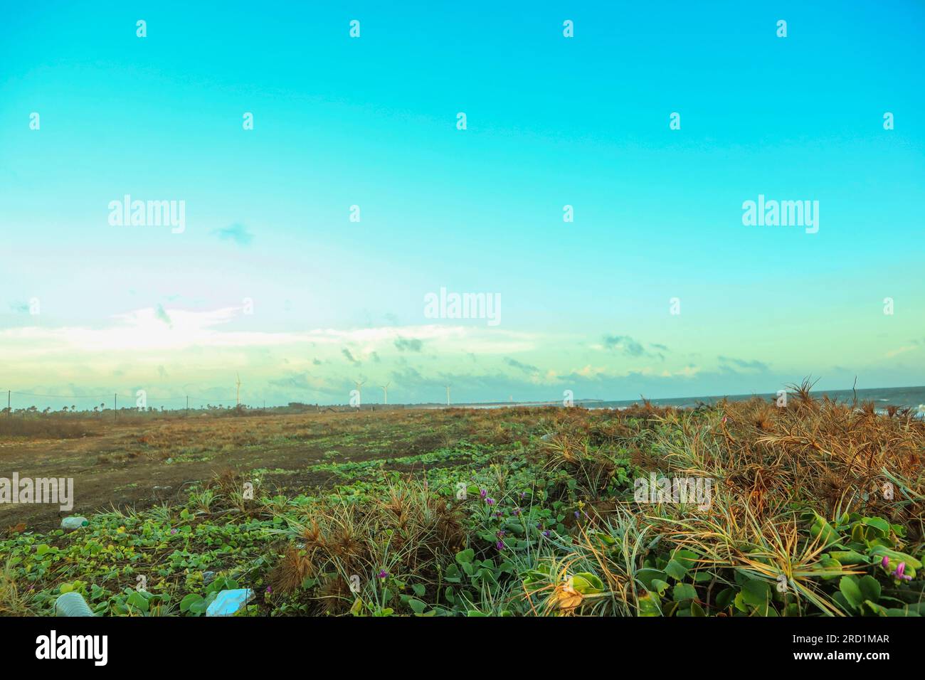 Paysage de la mer avec ciel bleu et herbe verte. Banque D'Images