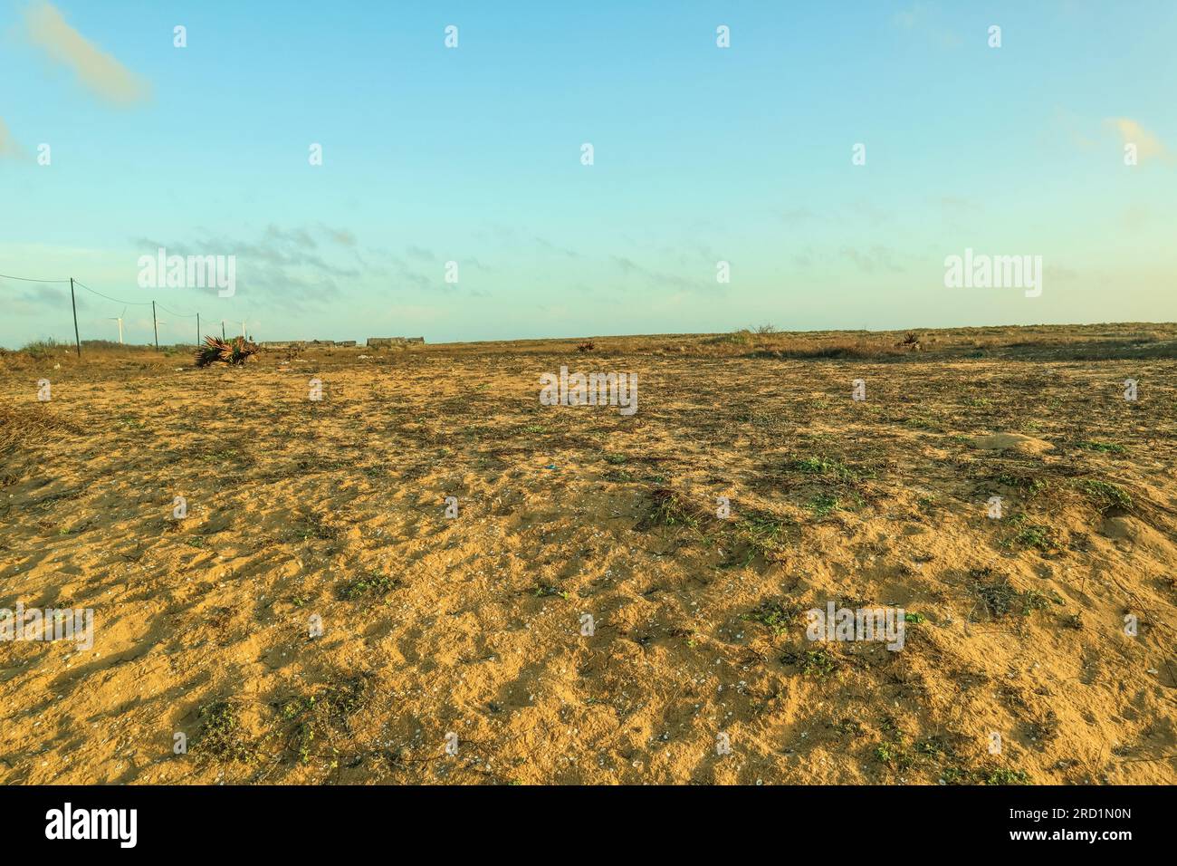 Prairie sèche le soir, gros plan de la photographie. Banque D'Images