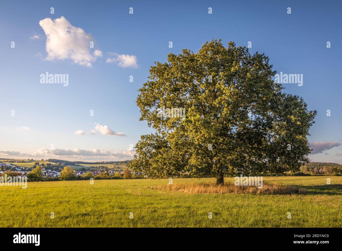 Géographie / voyage, Allemagne, Hesse, Niedernhausen, chêne couché dans la lumière du soir, INFORMATIONS-AUTORISATION-DROITS-SUPPLÉMENTAIRES-NON-DISPONIBLES Banque D'Images