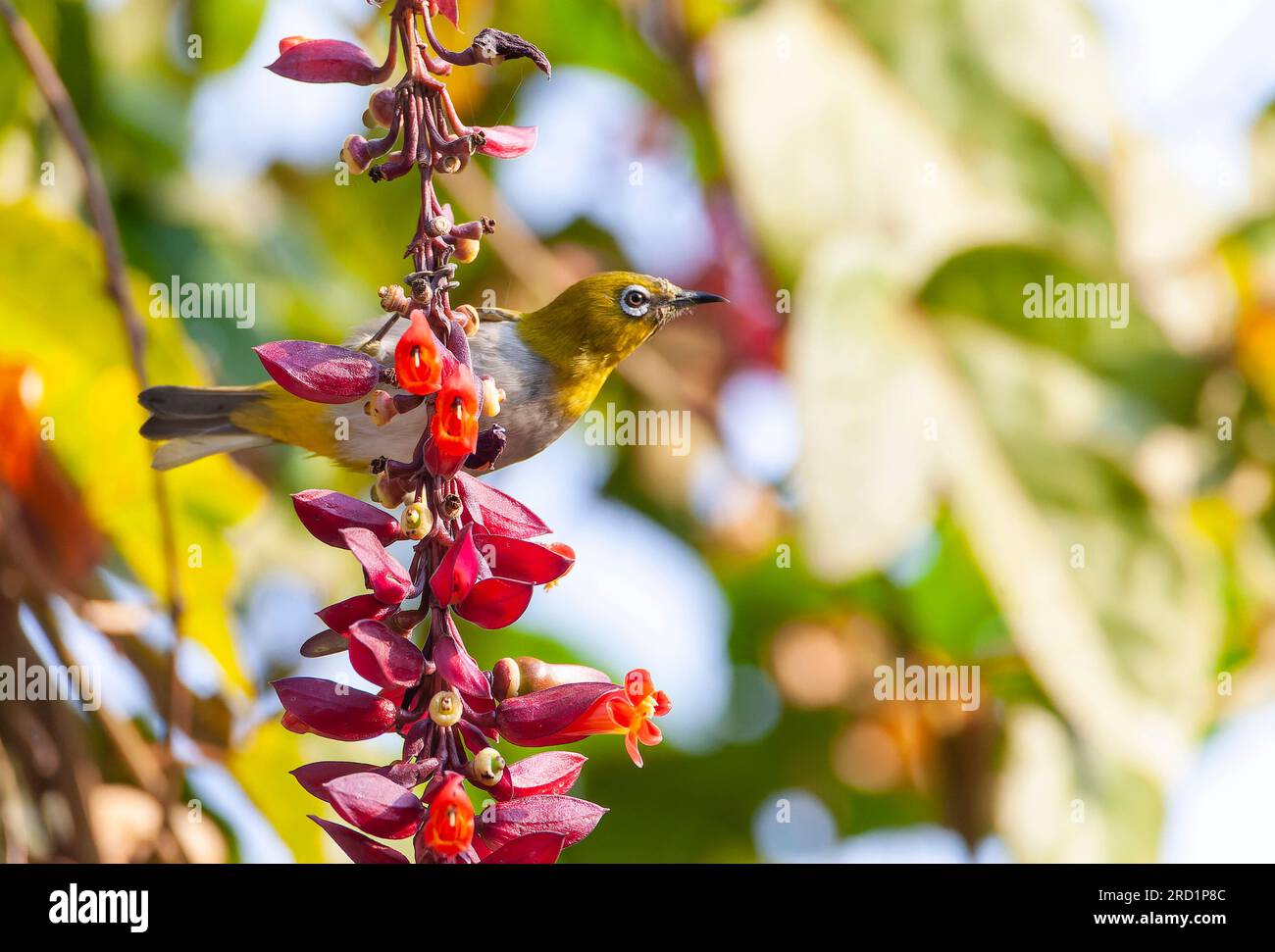 L'œil blanc indien (Zosterops palpebrosus occidentis), également connu sous le nom d'œil blanc oriental, dans le nord de l'Inde. Banque D'Images