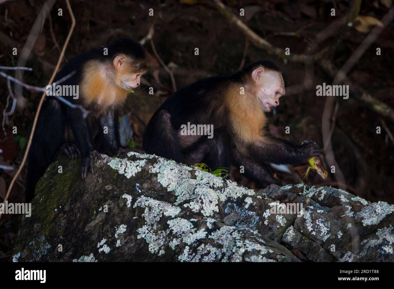 Capucin à face blanche, imitateur de Cebus, se nourrissant d'un iguane vert au parc national de Coiba, océan Pacifique, province de Veraguas, République du Panama. Banque D'Images