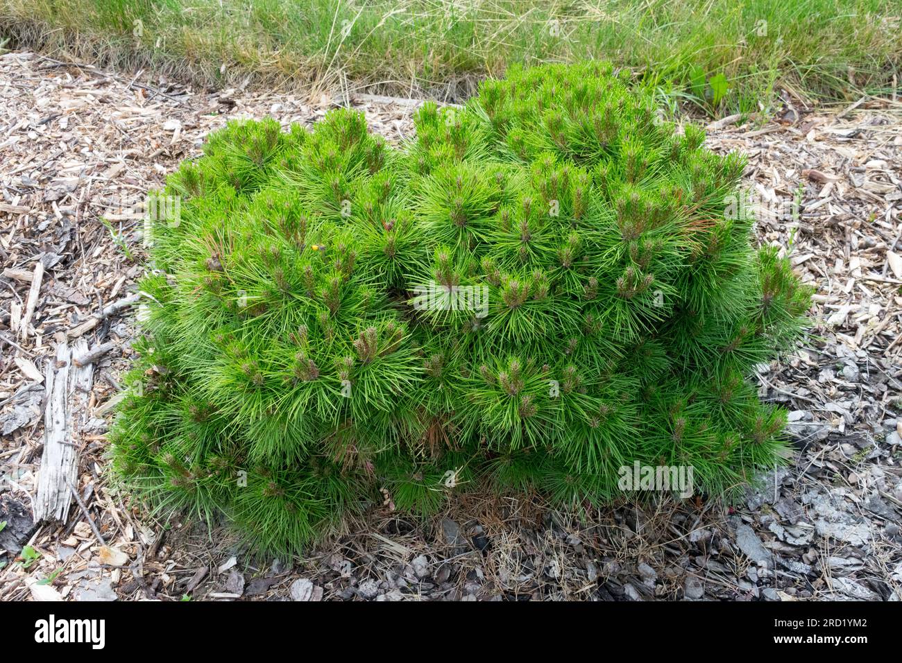 Faible, croissance, dense, feuillage, Pinus nigra 'Bambola', Nain, arbre approprié pour la rocaille Banque D'Images