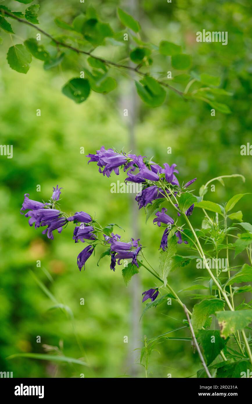 Gros plan bluebell à feuilles larges au milieu de l'été Banque D'Images