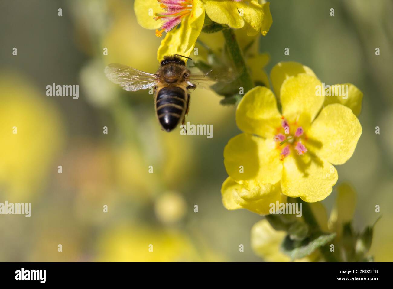 Apis mellifera volant vers la fleur jaune de la plante Verbascum pour se nourrir de nectar tout en pollinisant la plante. Banque D'Images