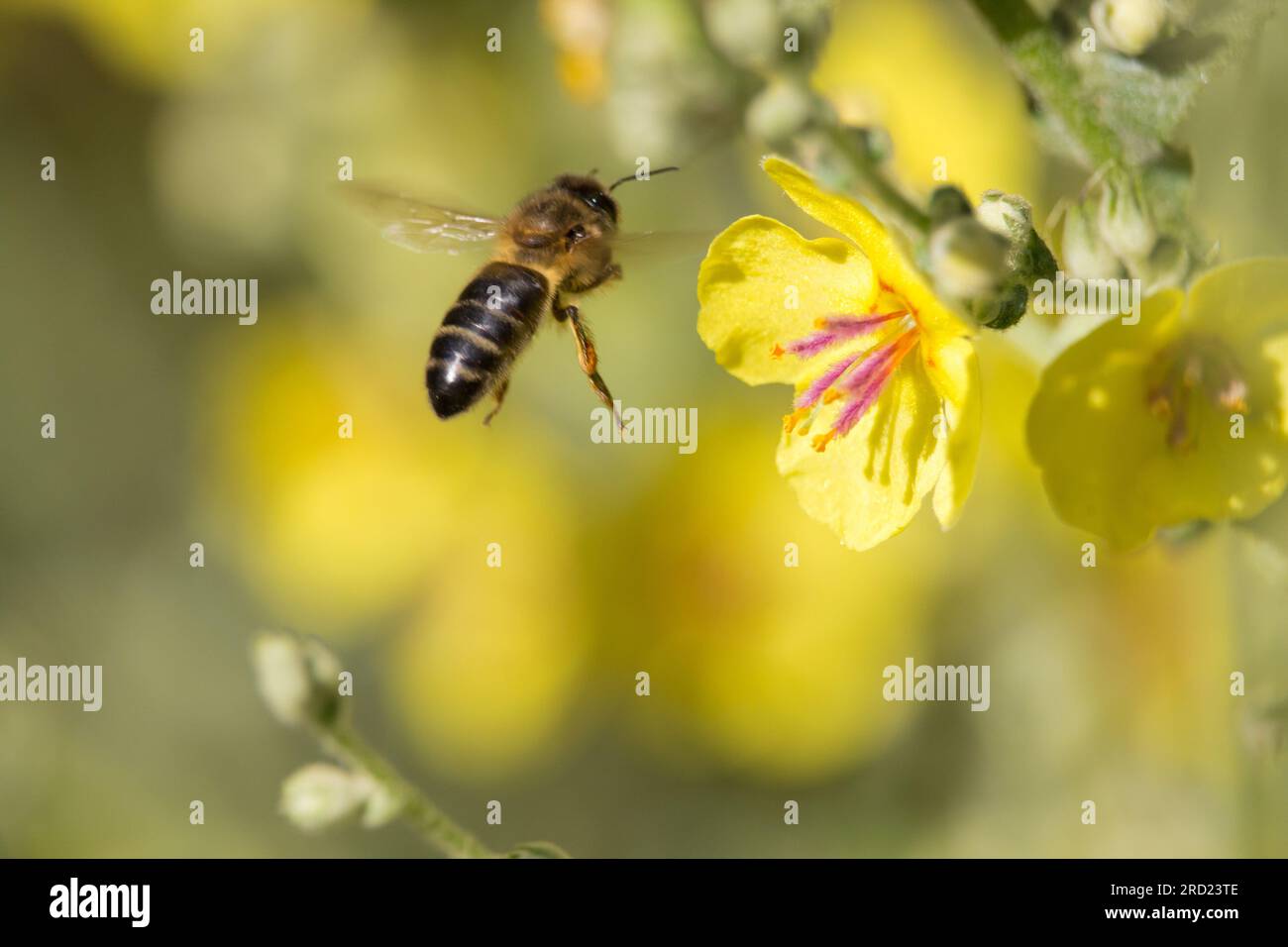 Apis mellifera volant vers la fleur jaune de la plante Verbascum pour se nourrir de nectar tout en pollinisant la plante. Banque D'Images
