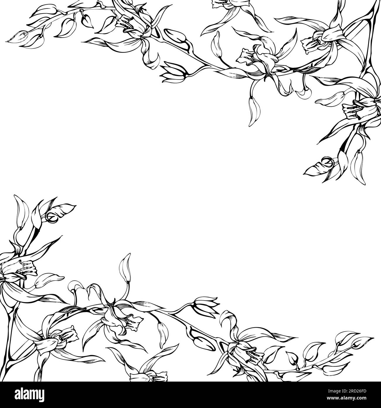 Fleurs et branches d'orchidées à encre vectorielle dessinées à la main, monochrome, contour détaillé. Composition de cadre carré. Isolé sur fond blanc. Conception pour Illustration de Vecteur