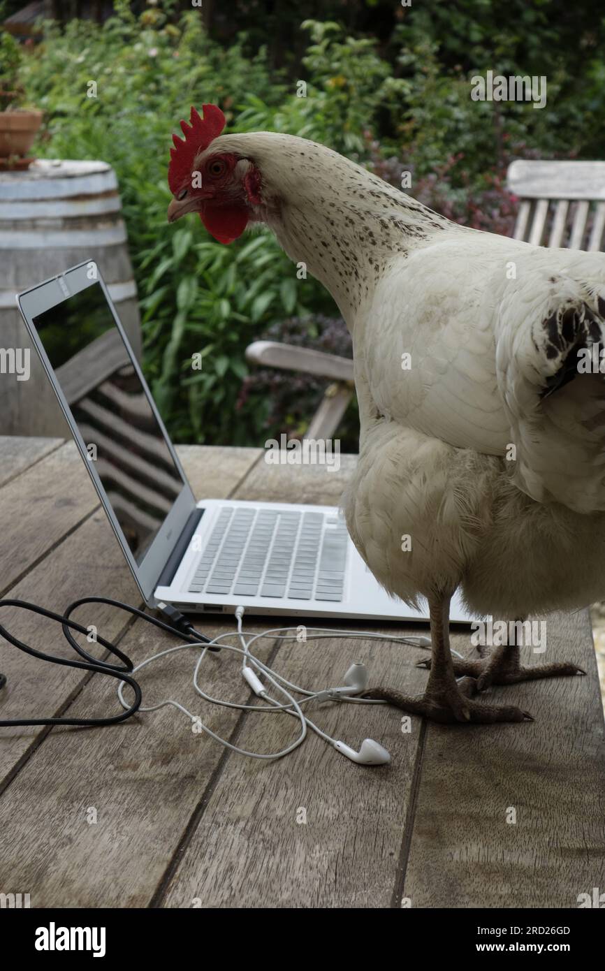 Poulet regardant dans un ordinateur Banque D'Images
