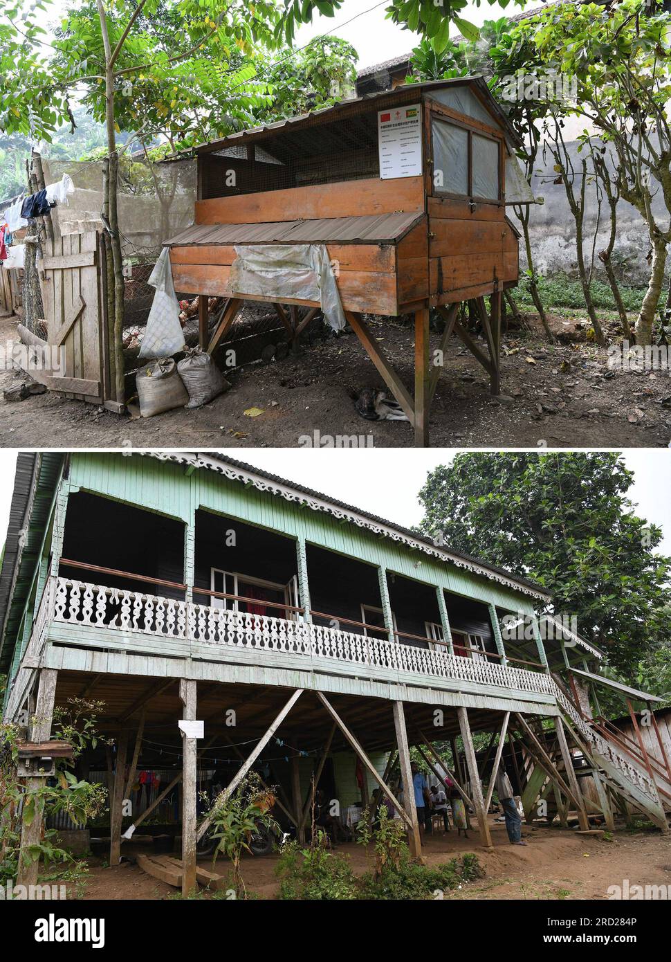(230718) -- ÎLE DE SAO TOMÉ, 18 juillet 2023 (Xinhua) -- cette photo combinée prise le 15 juillet 2023 montre un poulailler surélevé à double couche (en haut) conçu par des experts chinois et un bâtiment résidentiel (en bas) dans le village de Caldeiras de l'île de Sao Tomé, Sao Tomé-et-principe. La Chine et Sao Tomé-et-principe ont repris leurs relations diplomatiques en décembre 2016. Peu de temps après, une équipe de quatre experts agricoles chinois est arrivée au lancement du projet chinois d'appui technique agricole dans cette nation insulaire, l'un des pays les moins avancés répertoriés par les Nations Unies. En 2021, Caldeiras Villag Banque D'Images