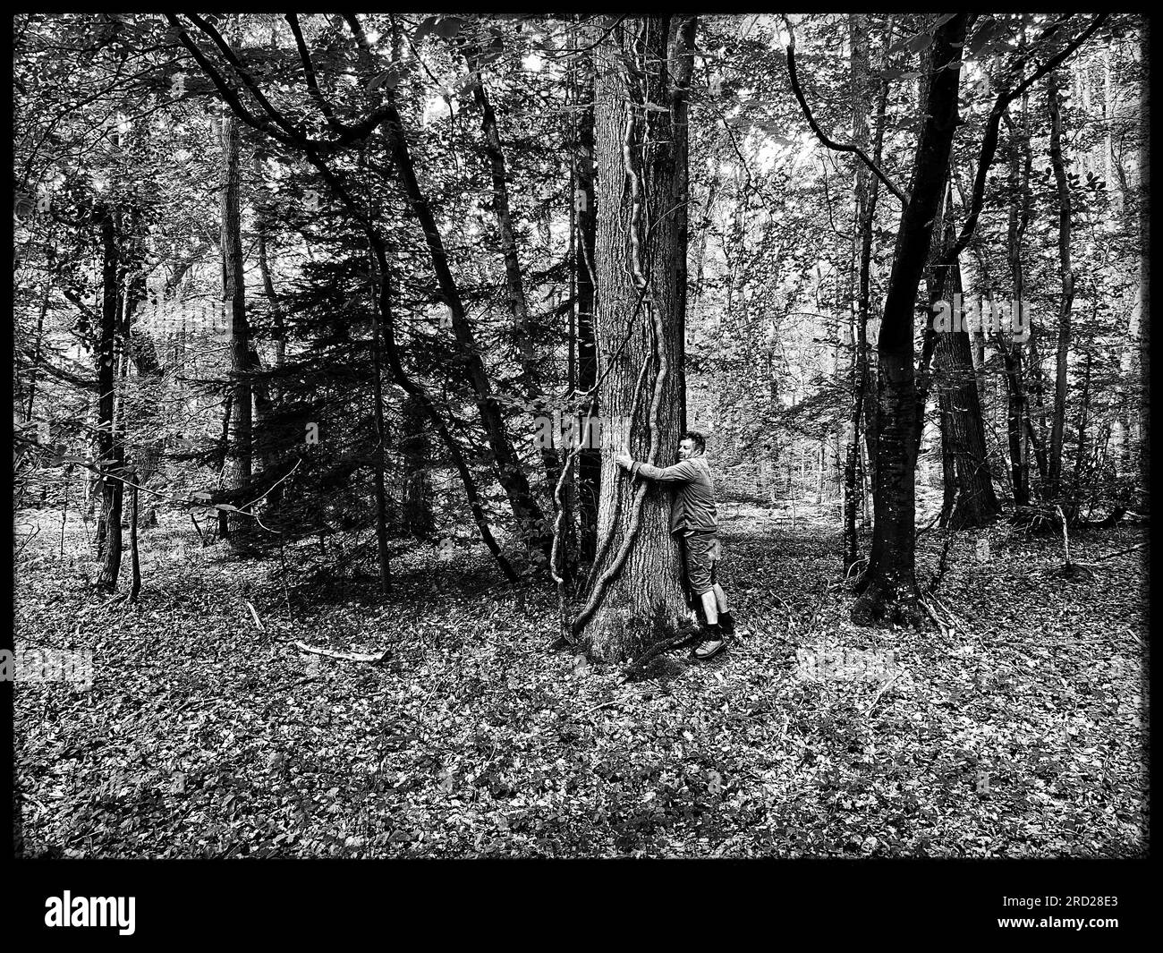 Sylvothérapie : traitement au contact des arbres - Homme embrassant le tronc d'un arbre dans une forêt en Normandie Banque D'Images