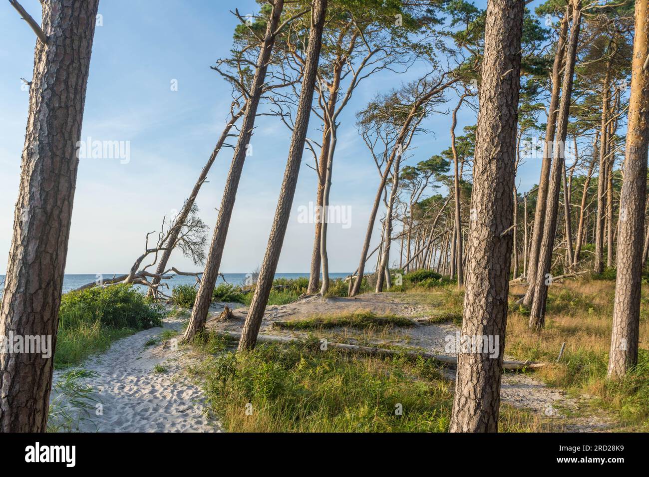 La beauté naturelle de Weststrand sur la côte ouest de la péninsule de Fischland-Darß-Zingst en Allemagne Banque D'Images