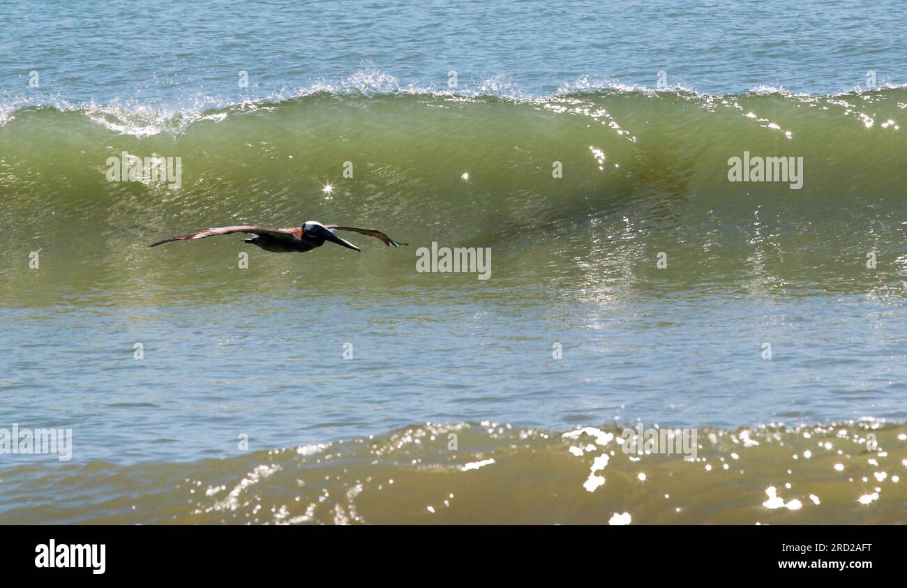 Un oiseau pélican brun volant entre les vagues de l'océan à la recherche de nourriture à Cocoa Beach Floride. Banque D'Images