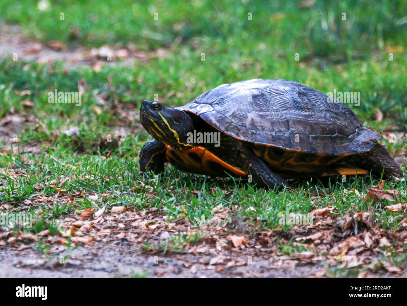 Vue latérale d'une tortue collante pondant des œufs dans l'étang au sol ou au sud de Babylon Village New York. Banque D'Images