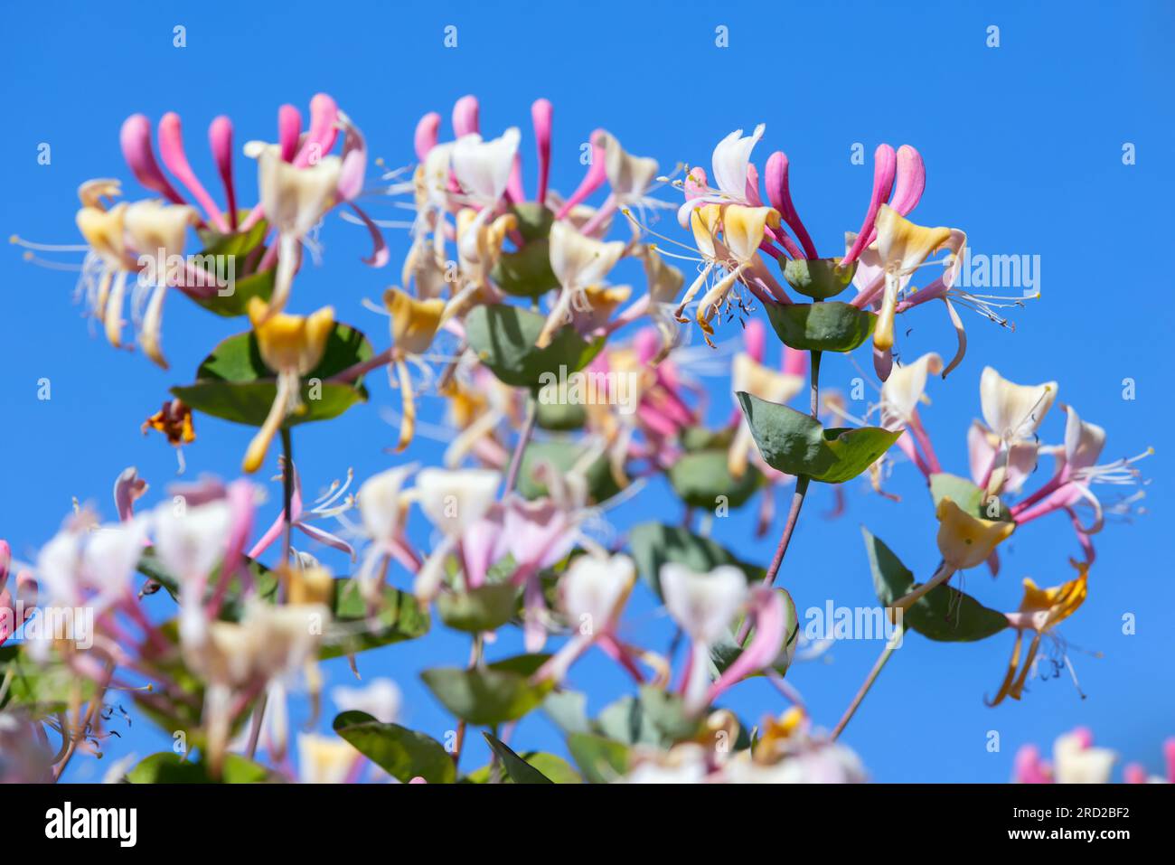 Lonicera caprifolium en fleurs. Les fleurs colorées sont sous le ciel bleu par une journée ensoleillée Banque D'Images