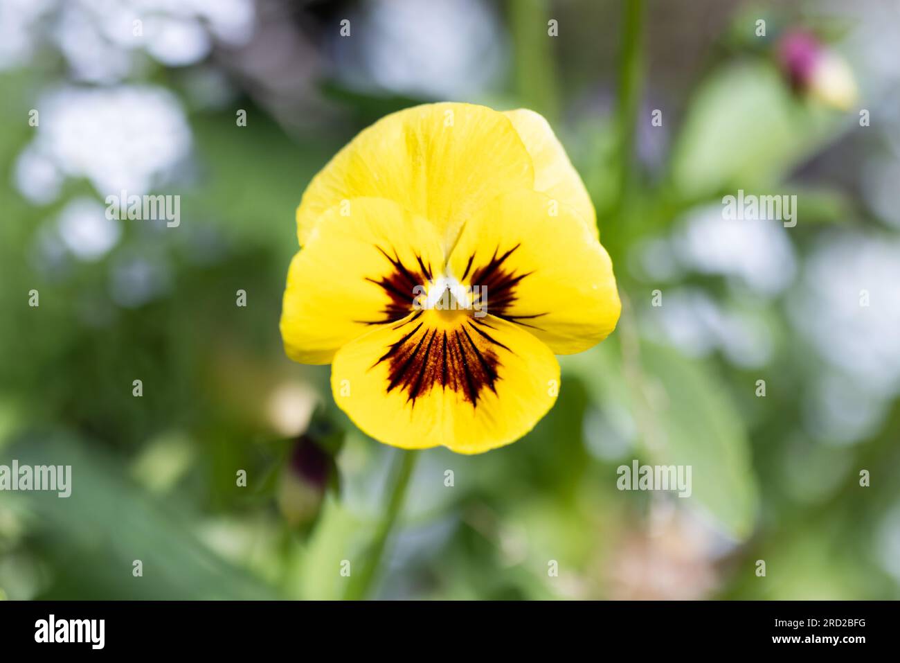 Viola tricolor, photo macro de fleur jaune vif poussant dans un jardin un jour d'été Banque D'Images