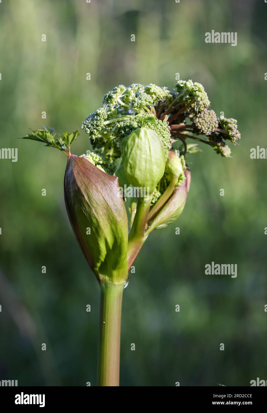 Bois angelica bourgeons Banque D'Images