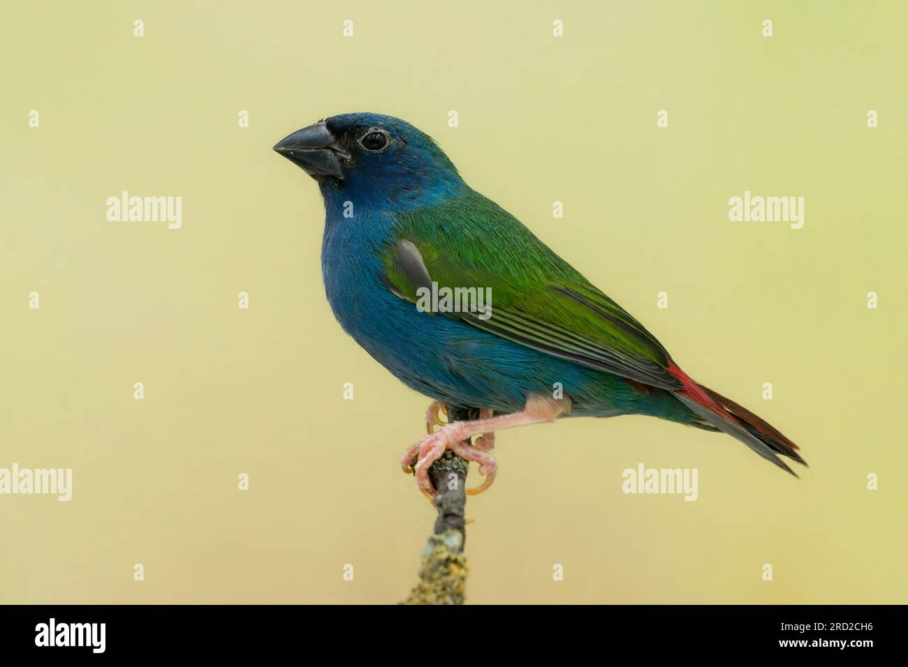 Parrotfinch tricolore (Erythrura tricolor) Banque D'Images