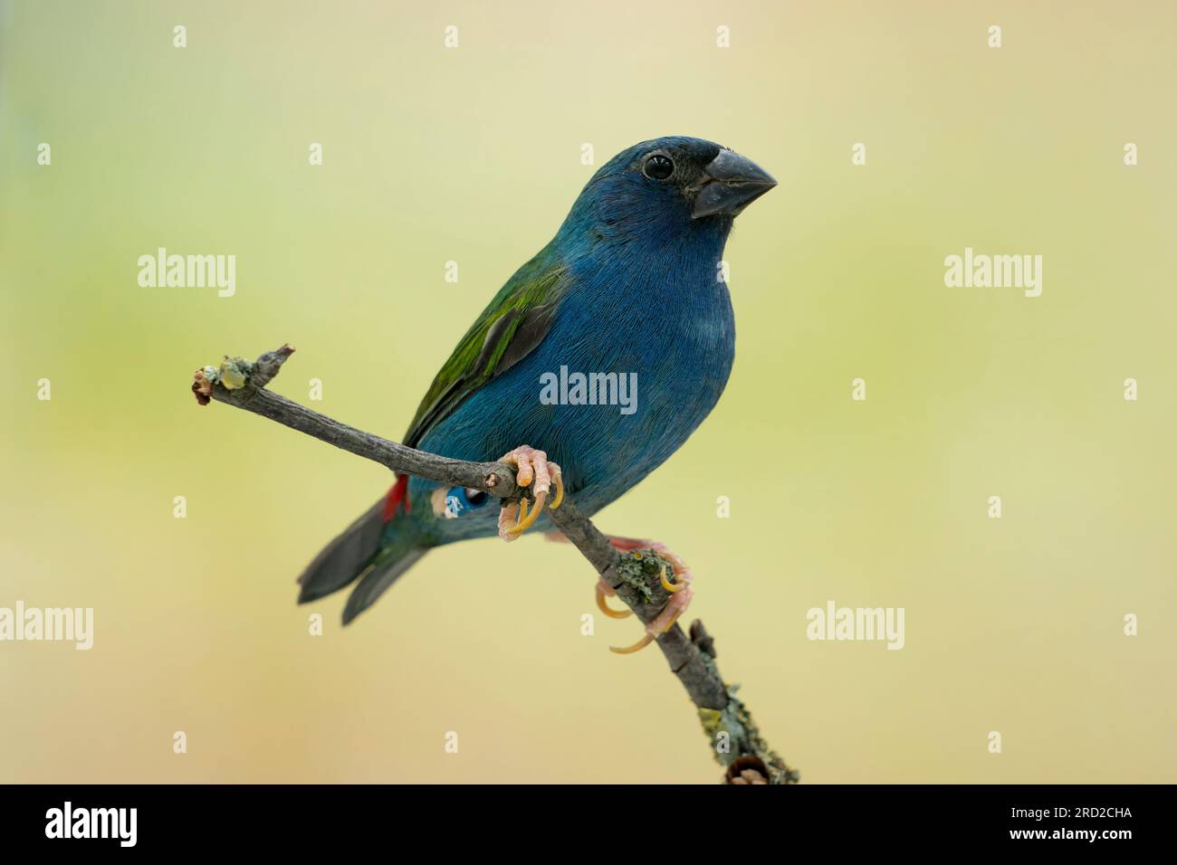 Parrotfinch tricolore (Erythrura tricolor) Banque D'Images