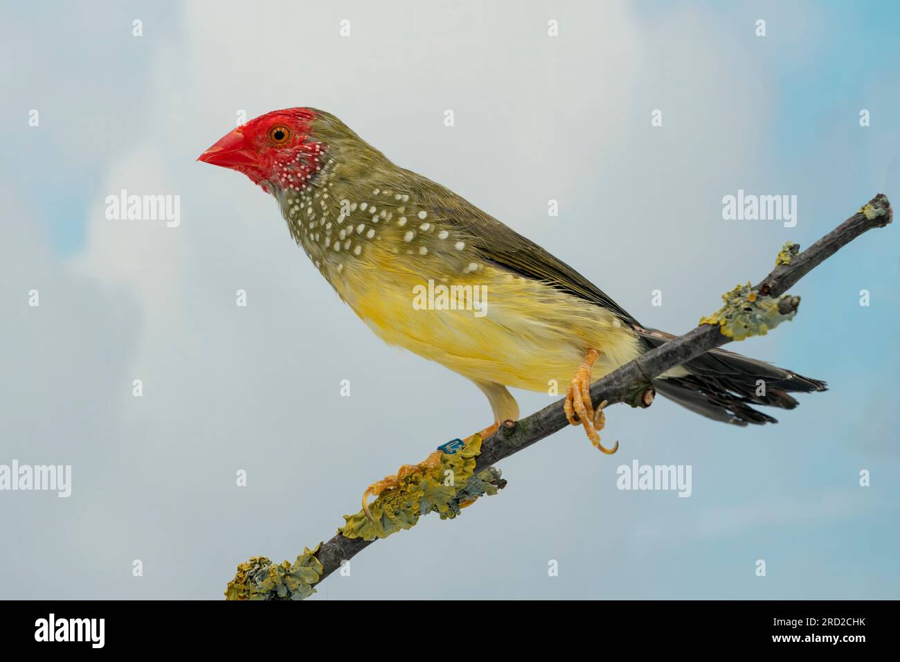 finch étoilé (Bathilda ruficauda) Banque D'Images