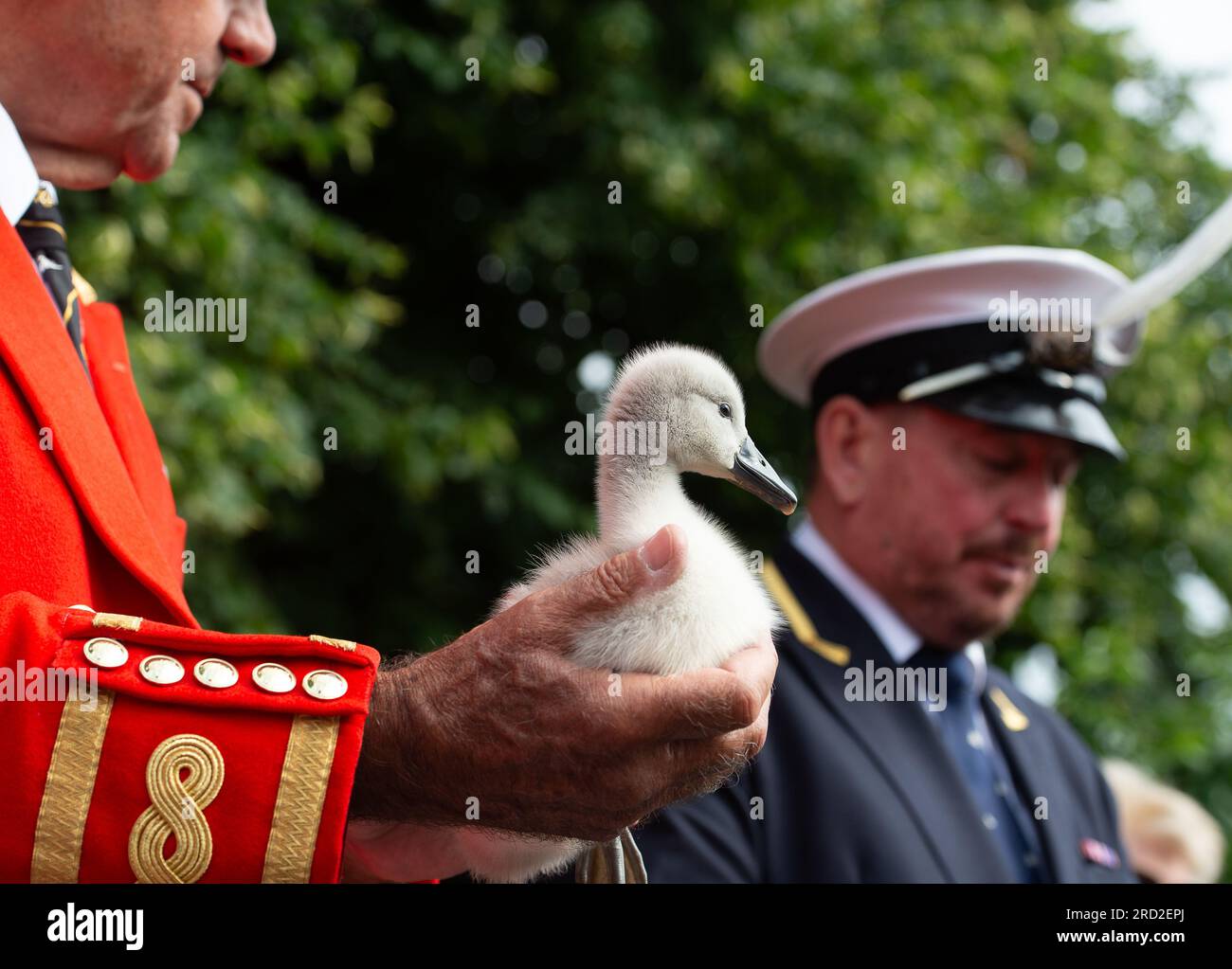 Boveney, Buckinghamshire, Royaume-Uni. 18 juillet 2023. Un beau cygnet orphelin duveteux tenu par le marqueur de cygne du Roi, David Barber. Des écoliers de la première école Eton Wick CofE dans le village d'Eton Wick, Windsor, Berkshire sont venus rencontrer les Swan Uppers à Boveney Lock sur la Tamise dans le Buckinghamshire ce matin. Crédit : Maureen McLean/Alamy Live News Banque D'Images