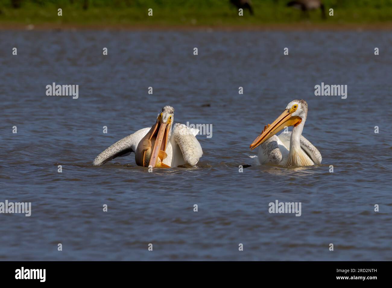Le pélican blanc américain (Pelecanus erythrorhynchos) à la chasse Banque D'Images