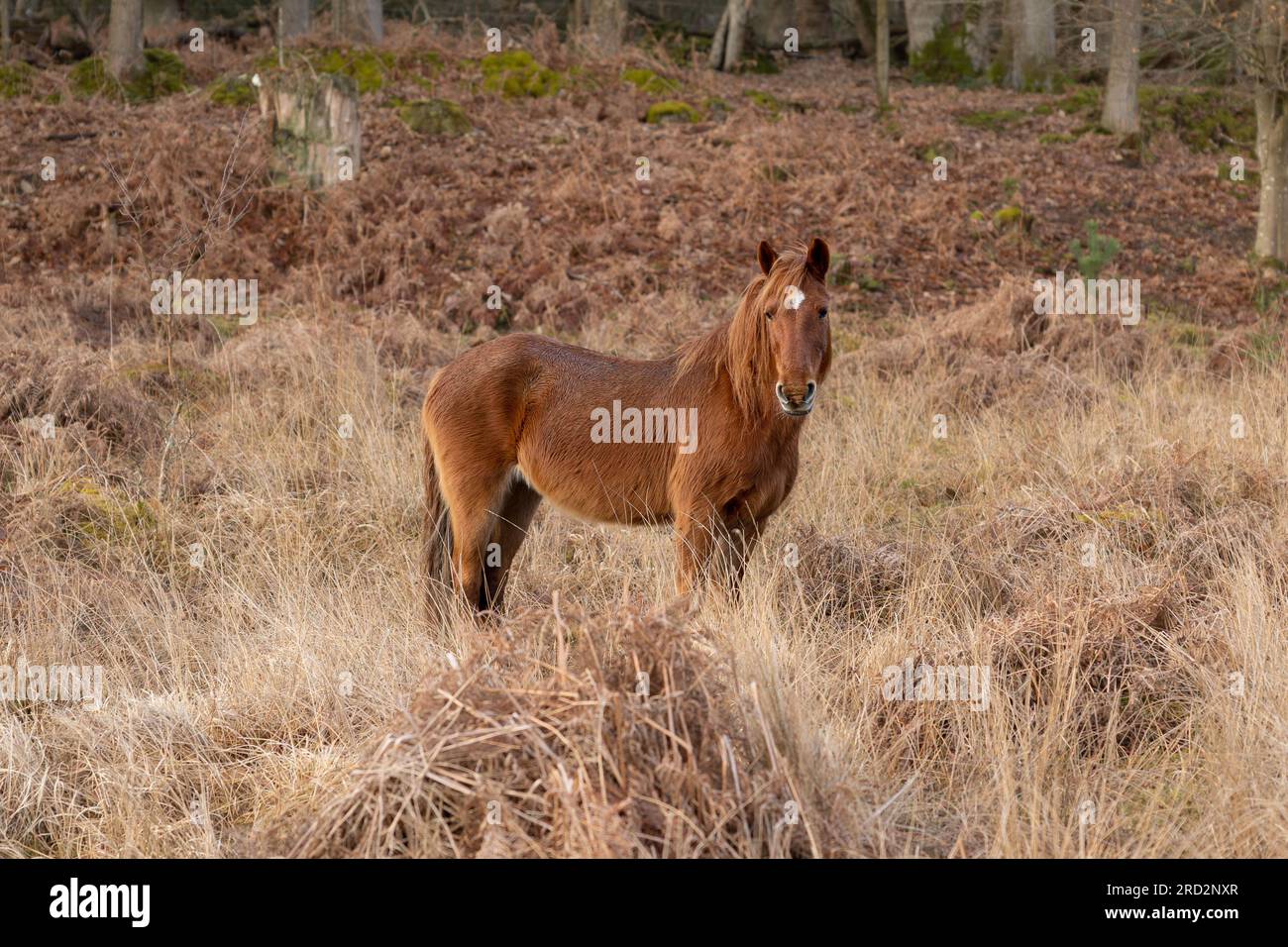 Un seul cheval brun debout parmi les herbes hautes et les fougères en hiver dans la nouvelle forêt regardant dans la caméra Banque D'Images