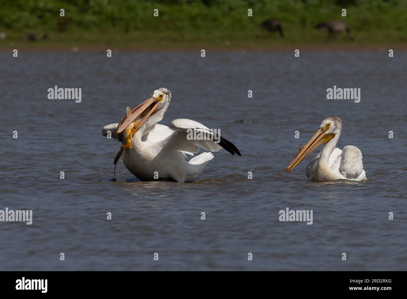 Le pélican blanc américain (Pelecanus erythrorhynchos) à la chasse Banque D'Images