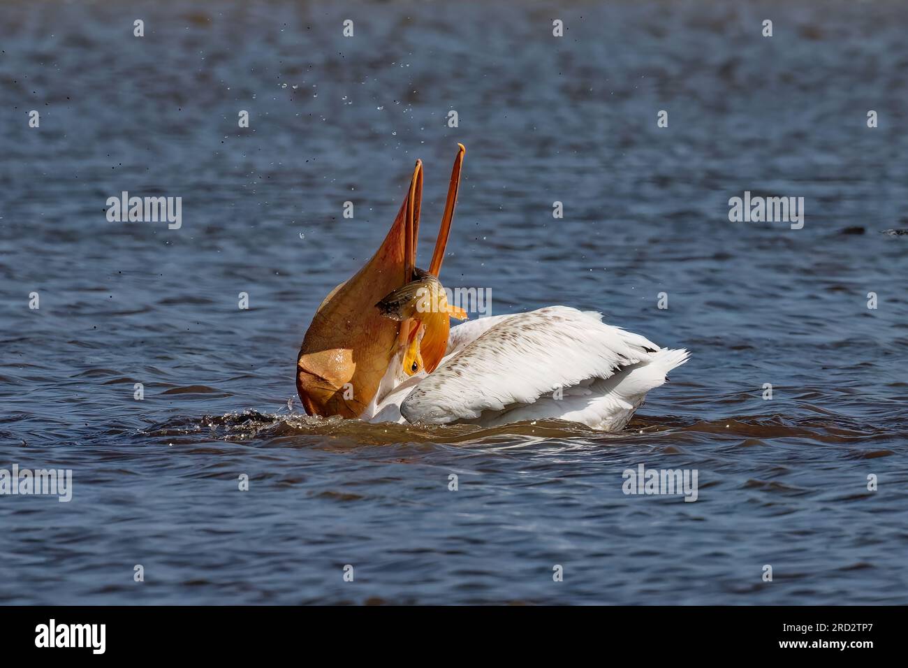 Le pélican blanc américain (Pelecanus erythrorhynchos) à la chasse Banque D'Images