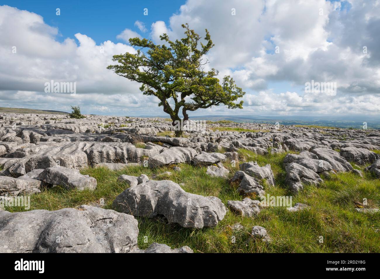 Pavé calcaire sur Twisleton SCAR, Scales Moor, près d'Ingleton, parc national des Yorkshire Dales, Angleterre Banque D'Images