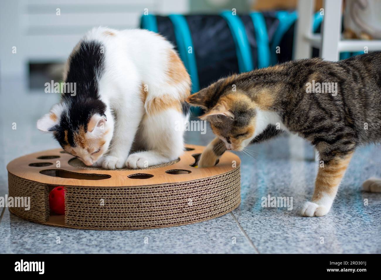 Deux jeunes petits chats jouant ensemble avec un jouet. Jeu de balle en carton grattant. Banque D'Images