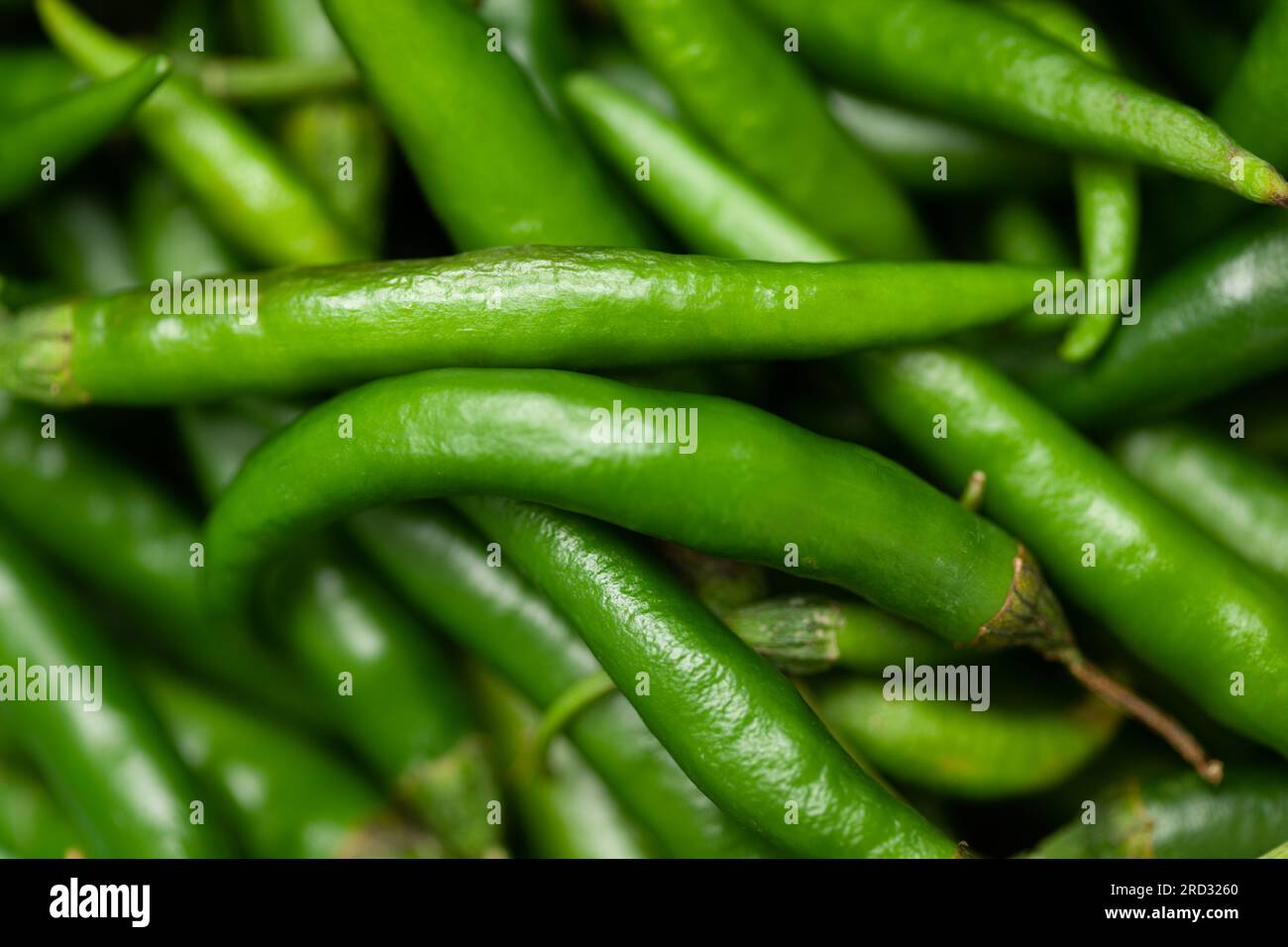 Gros plan de piment vert frais Indian Organic ( Capsicum annuum ) comme fond plein cadre Banque D'Images