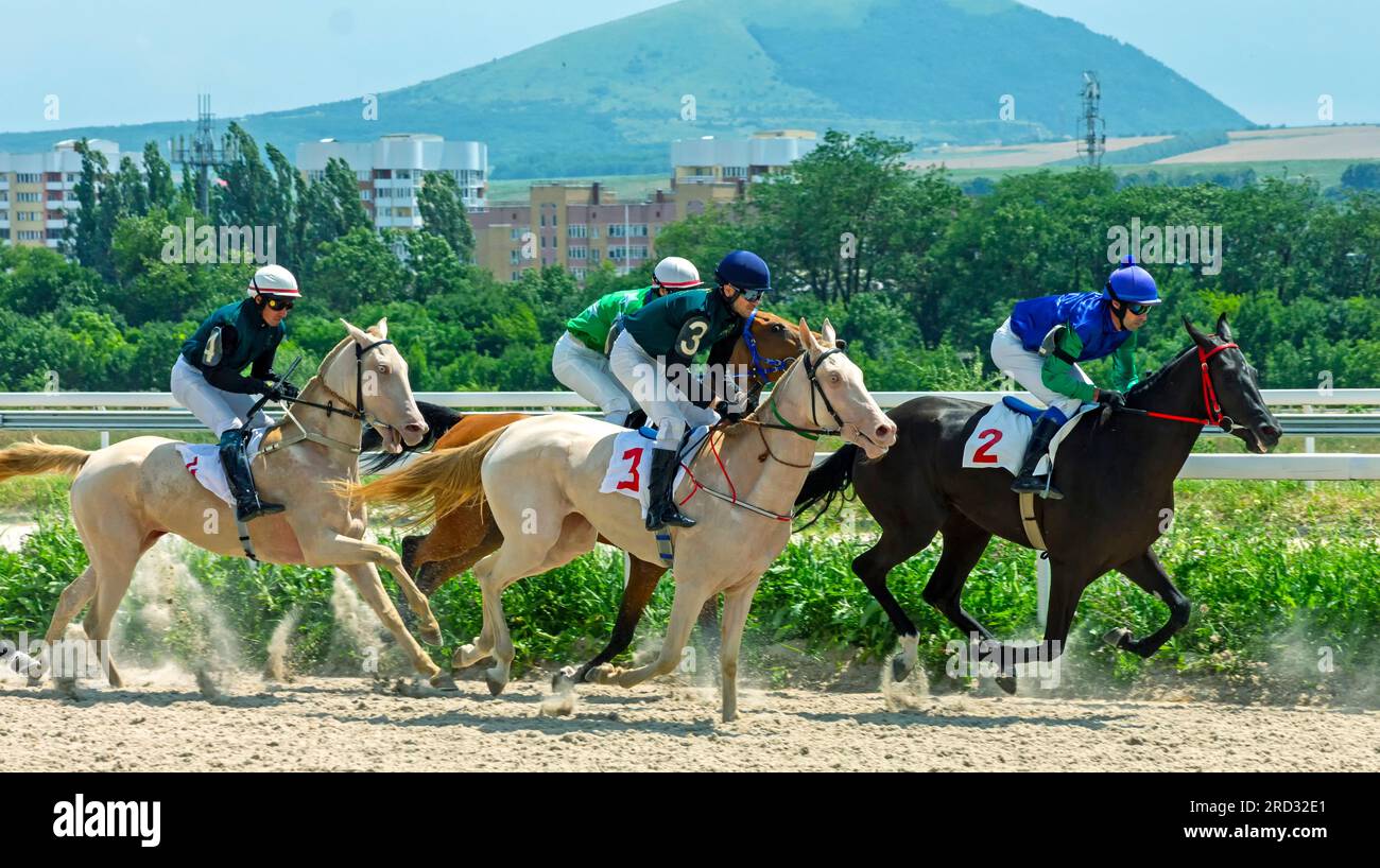 Départ de la course de chevaux pour le prix Beshtau parmi les chevaux akhal-teke à l'hippodrome de Pyatigorsk, Caucase du Nord. Banque D'Images