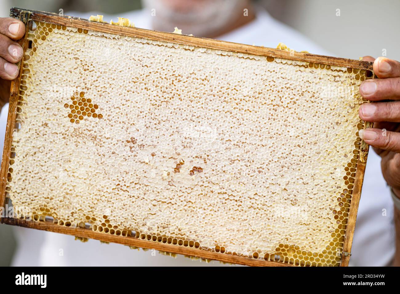 Berlin, Allemagne. 18 juillet 2023. Younes Kheir, apiculteur de la ville, tient un petit cadre avec des nids d’abeilles à la main dans les installations apicoles du dépôt BVG à Lichtenberg. Les abeilles produisent jusqu’à 3 000 pots de miel BVG par an. Crédit : Fabian Sommer/dpa/Alamy Live News Banque D'Images