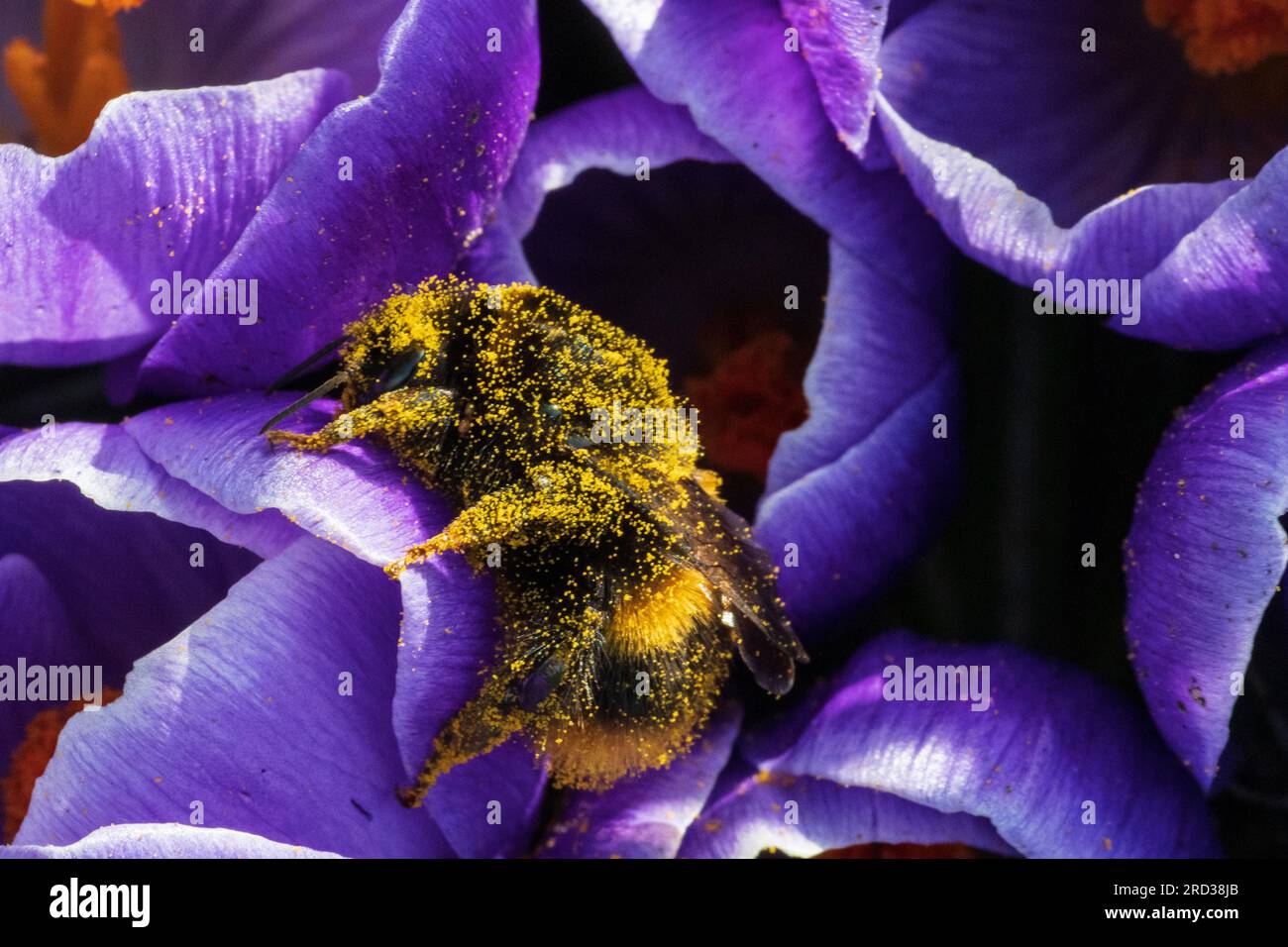 Bourdon à queue bombée (Bombus terrestris) couvert de pollen sur fleur de Crocus Banque D'Images