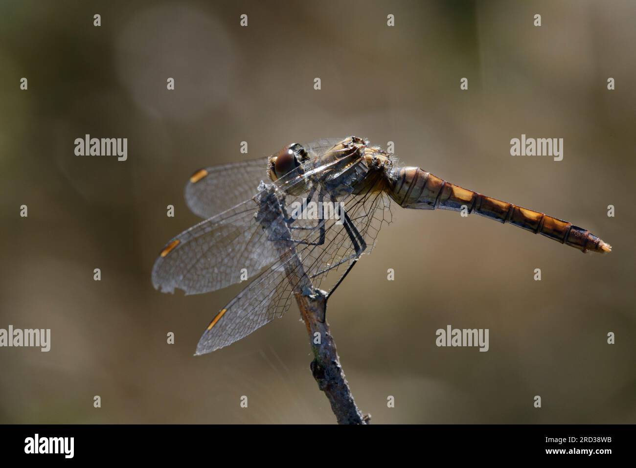 Dard tacheté (Darter des marais) (Sympetrum depressiusculum), femelle Banque D'Images