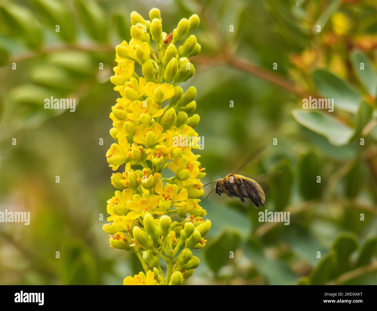 Valley Carpenter Bee : insectes dans la nature Banque D'Images