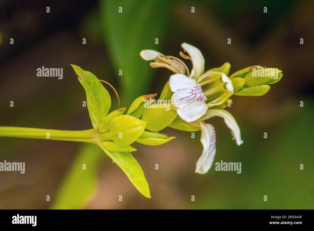 Orchidées : Macro Photographie végétale Banque D'Images
