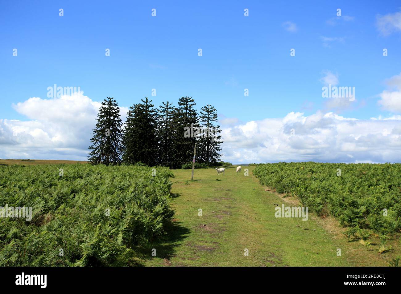 Les neuf arbres de puzzle de singe sur Hergest Ridge, Kington, Herefordshire, Angleterre, Royaume-Uni. Banque D'Images