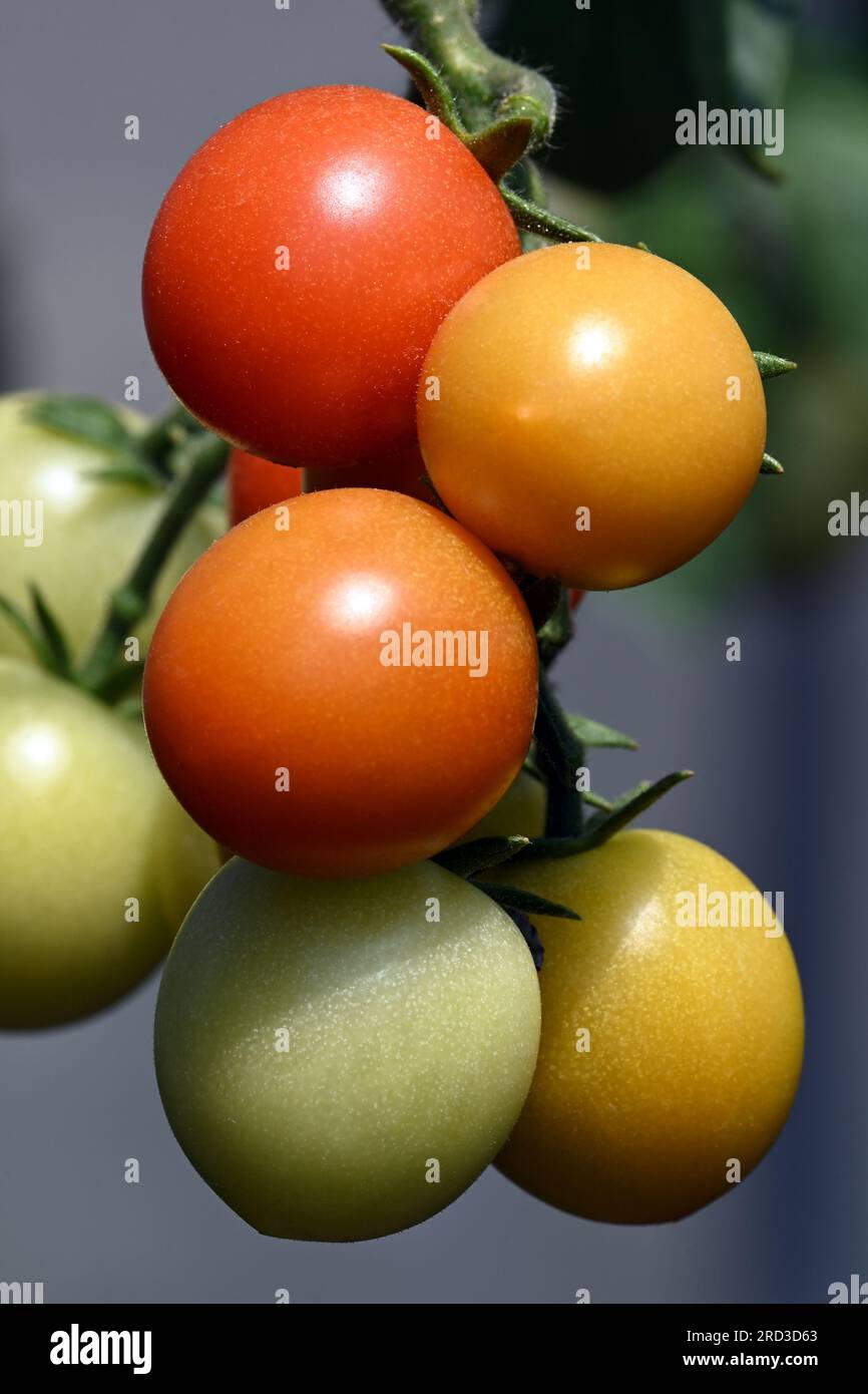 Gros plan de cerise à tomates poussant dans le jardin biologique de la maison Banque D'Images