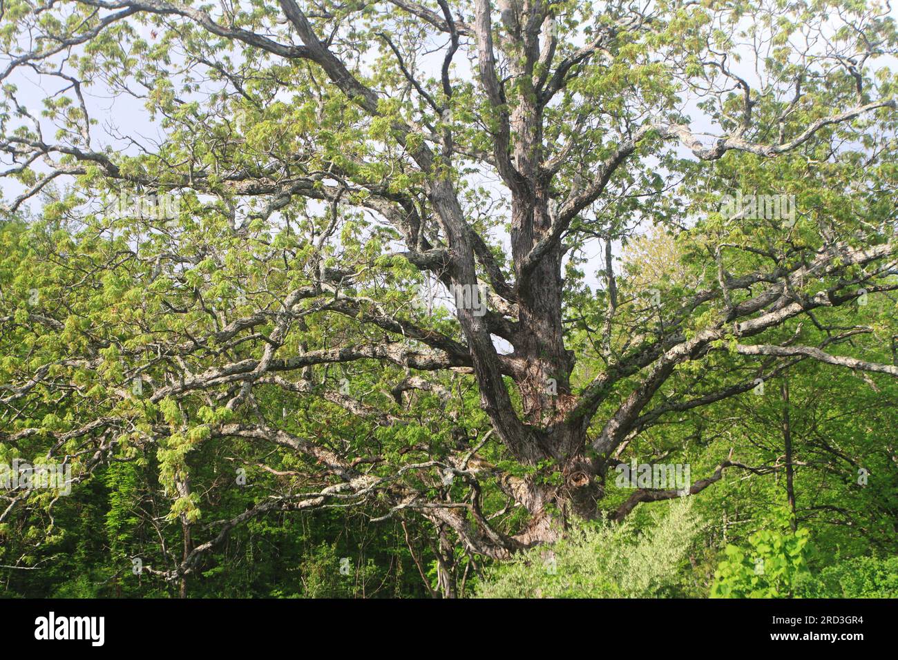 Arbre à New Paltz, New York. Banque D'Images