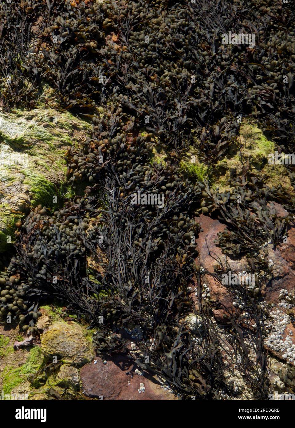 Varech sur la plage de Whiting Bay sur l'île d'Arran, en Écosse. Banque D'Images