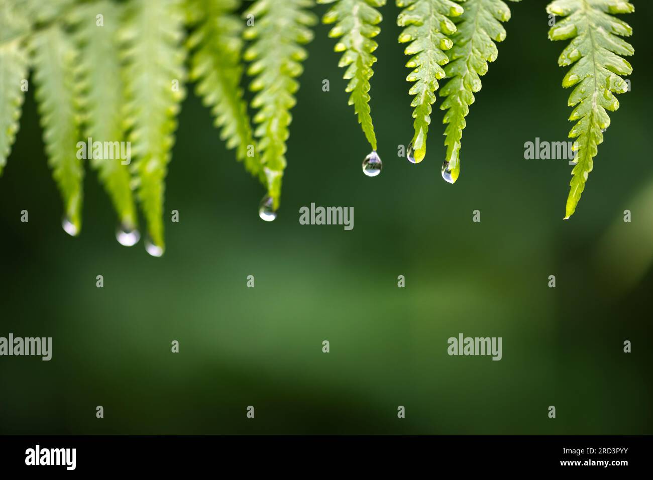 Gros plan d'une goutte d'eau sur les feuilles de fougère verte dans la forêt tropicale d'été. Texture florale. Macrophotographie. Fond de concept de nature Banque D'Images