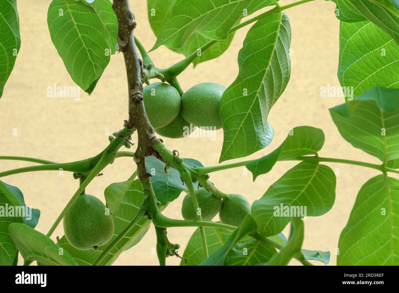 Flore de Céphalonie, Grèce, gros plan d'un noyer au printemps avec de jeunes fruits non mûrs Banque D'Images