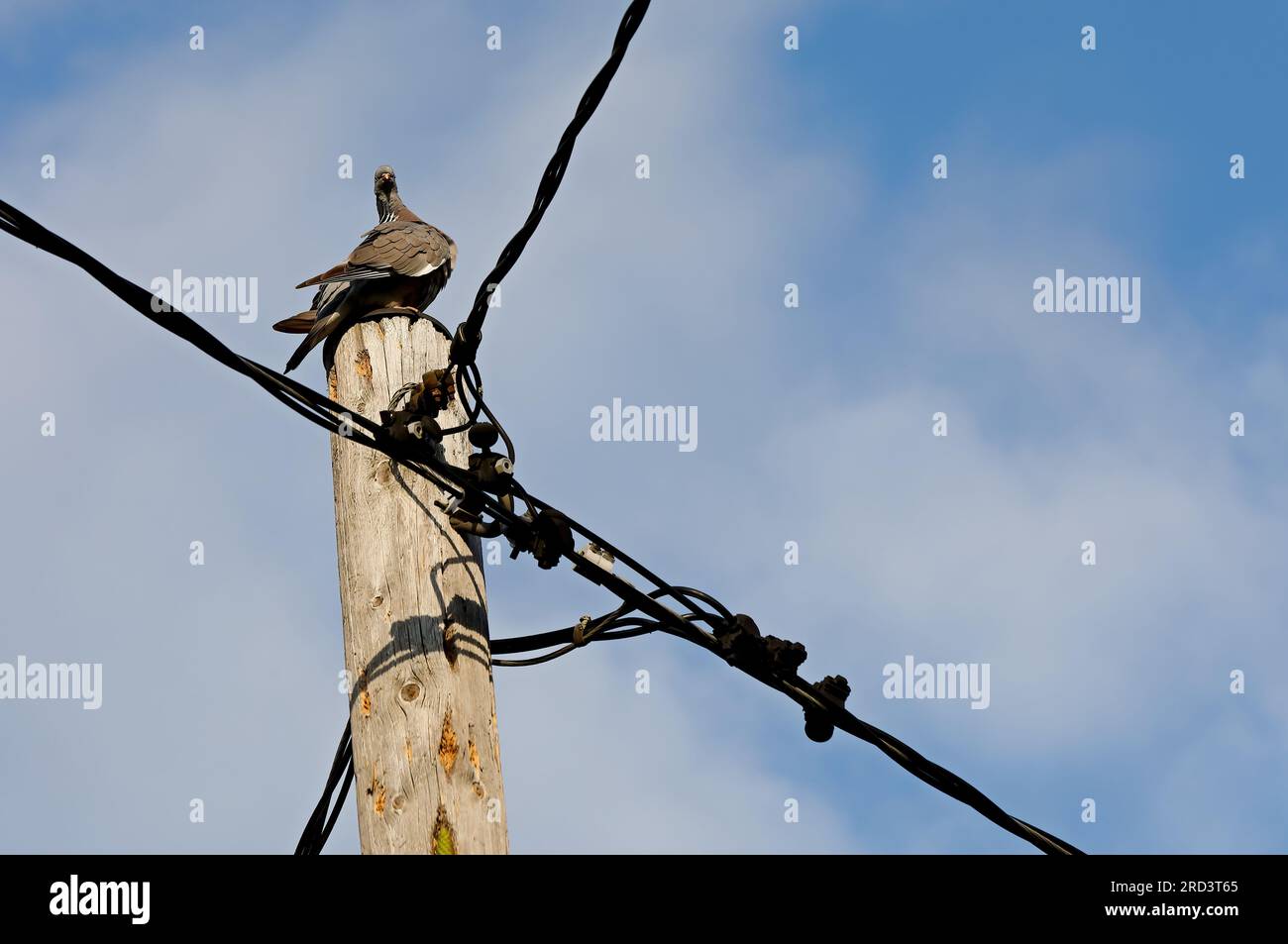 Pigeon de bois assis sur le dessus d'un poteau électrique Banque D'Images