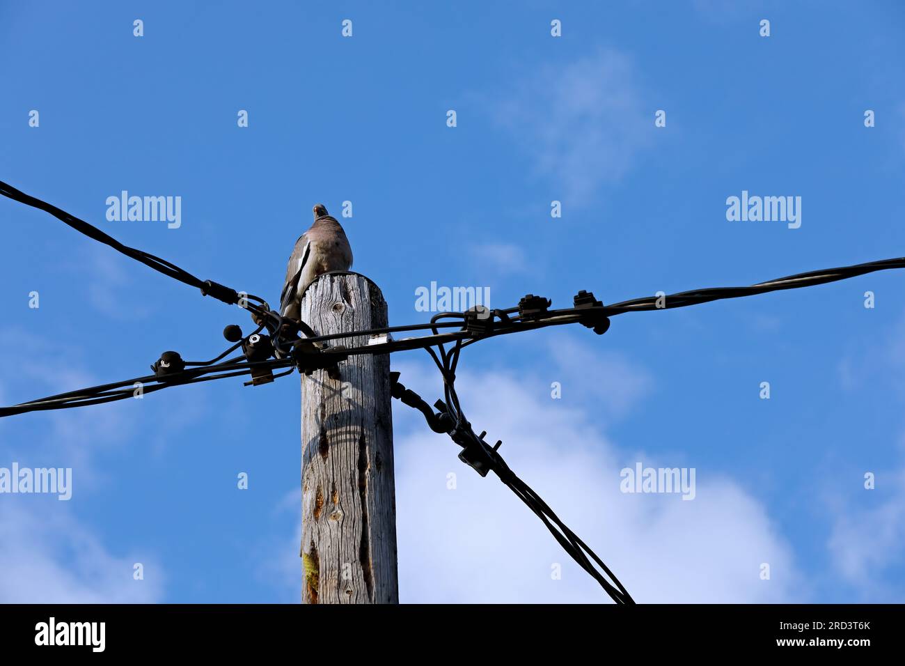 Pigeon de bois assis sur le dessus d'un poteau électrique Banque D'Images