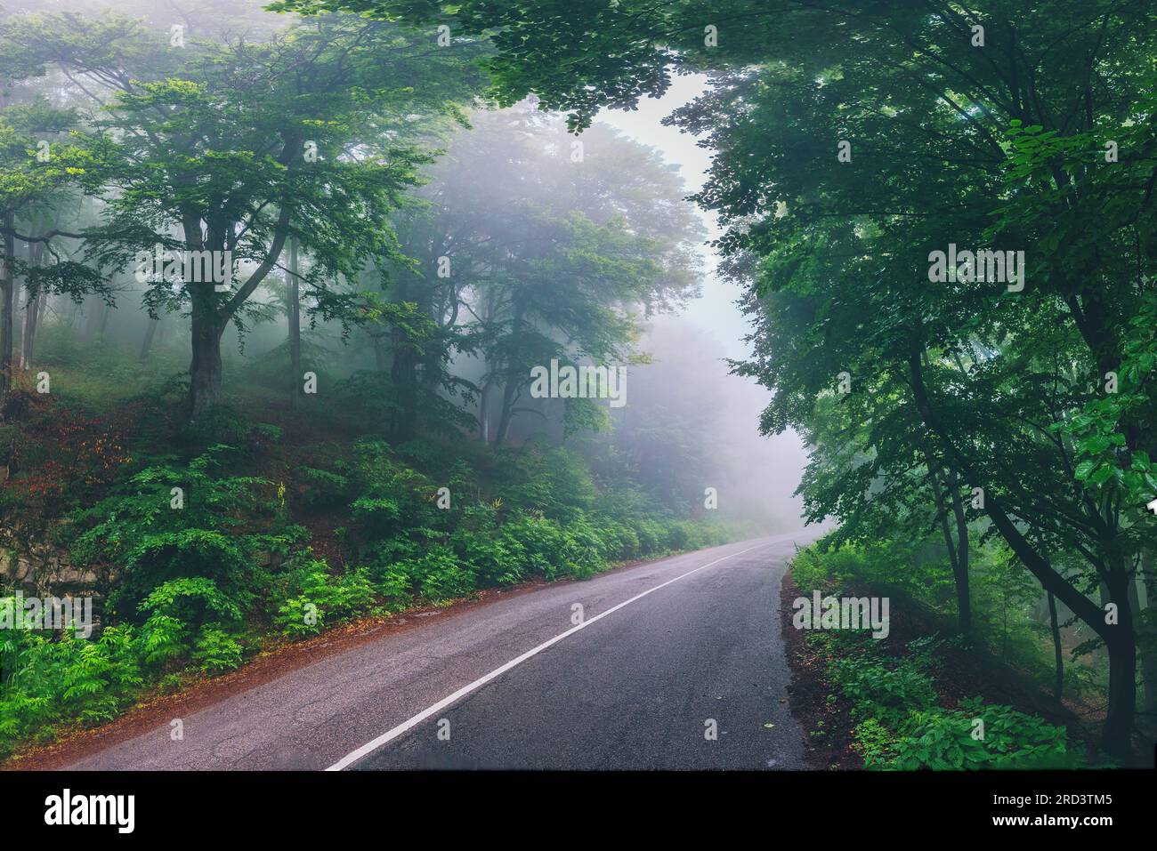 Voyage d'aventure et route dans une forêt à la fogy brumeuse matin dans la montagne avec des lumières du soleil Banque D'Images