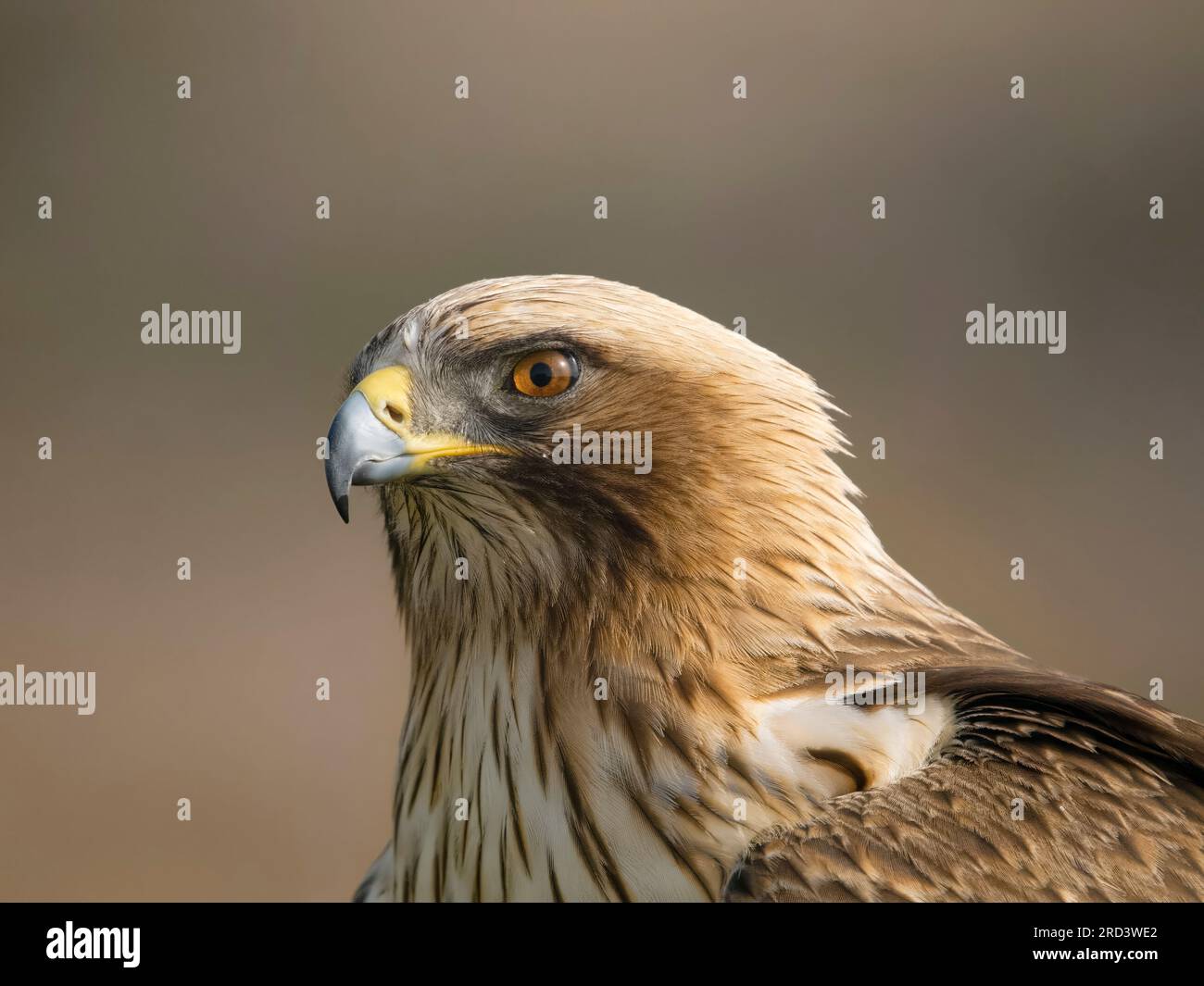 Aigle botté, Hieraaetus pennatus, oiseau isolé au bord de l'eau, Espagne, juillet 2023 Banque D'Images